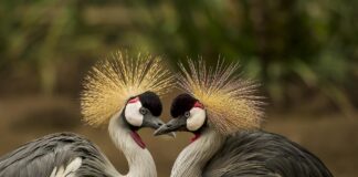 Cuánto sabes acerca de las aves