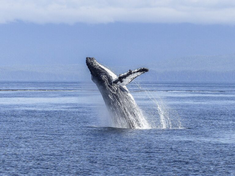 ¿Cuánto sabes sobre las ballenas?