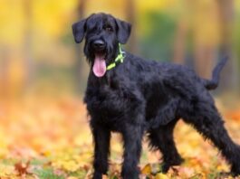 Que tienen de especial los perros schnauzer