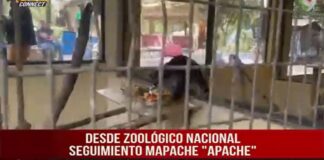 Mapache “Apache” está sana y salva en el zoológico nacional
