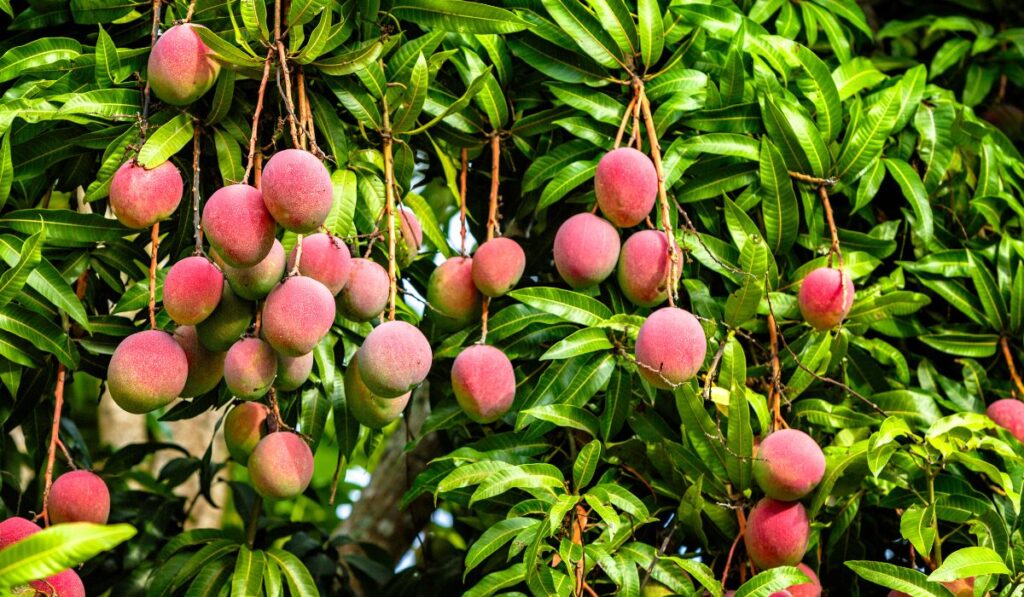 Mangos maduros colgando de las ramas de un árbol frondoso.