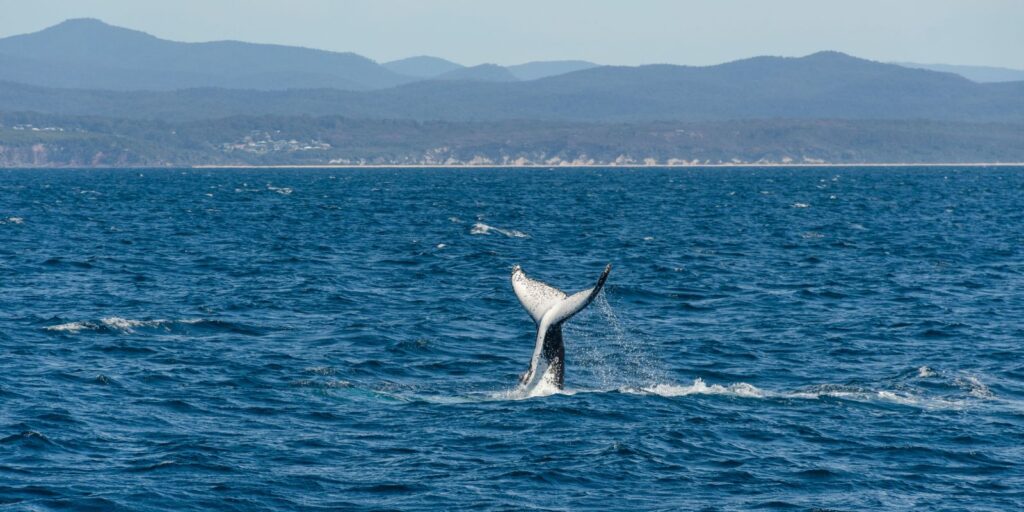 avistamiento de ballenas jorobadas