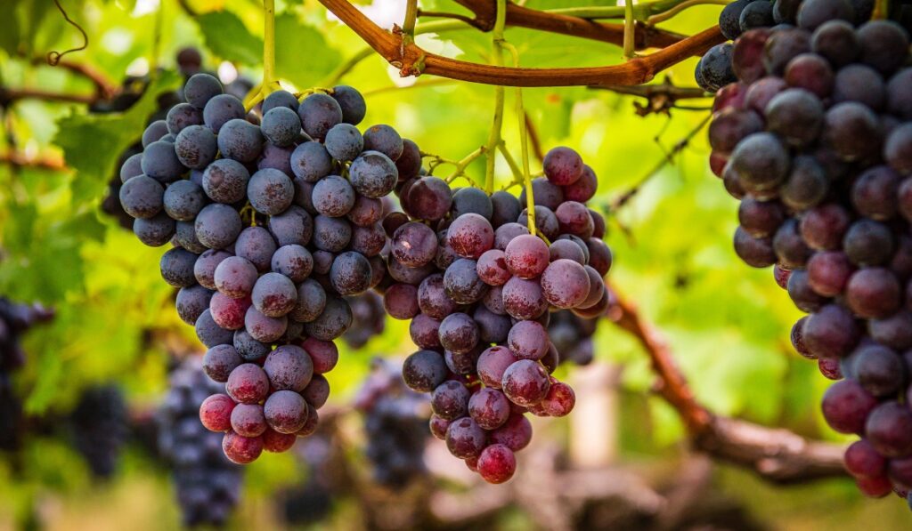 Racimos de uvas moradas maduras colgando de una vid.
