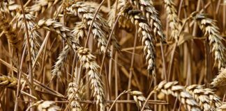 Crisis de granos en Ucrania incrementaría precio de cereales de 10 a 15%