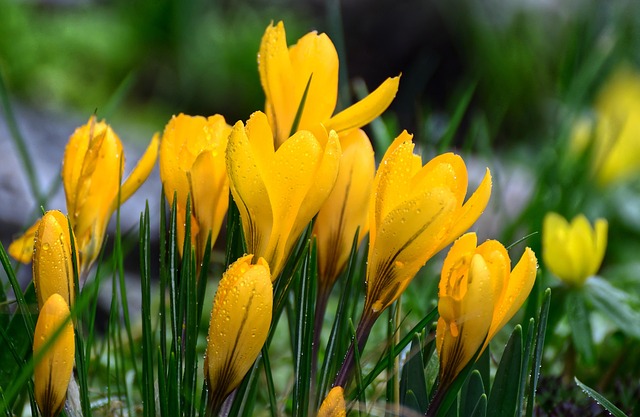 crocuses 8573505 640