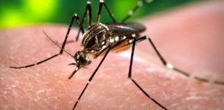 Dengue-amenaza-a-Brasil-con-cifras-récord