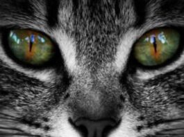 Descubrimiento-científico-revela-origen-de-la-diversidad-cromática-en-los-ojos-de-los-gatos