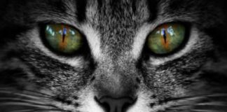 Descubrimiento-científico-revela-origen-de-la-diversidad-cromática-en-los-ojos-de-los-gatos