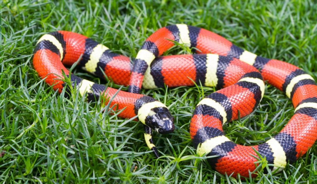 Serpiente de coral con llamativas franjas rojas, amarillas y negras.