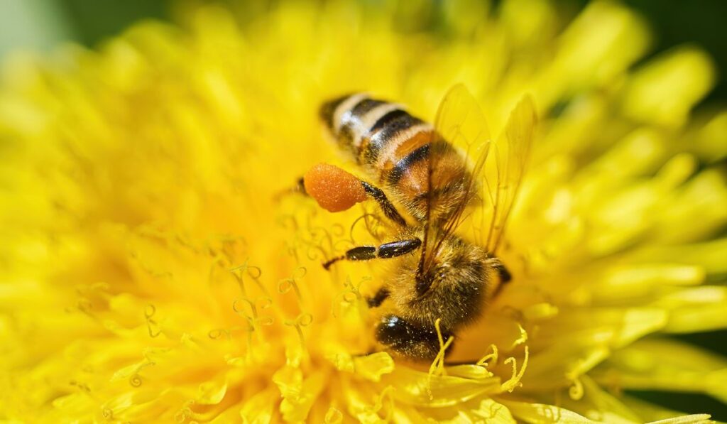 día mundial de las abejas