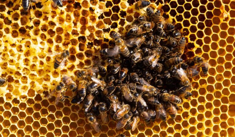 Día Mundial de las Abejas: Las pequeñas guardianas de nuestra alimentación