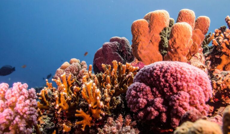 Día Mundial de los Arrecifes: La misión de proteger el tesoro submarino de República Dominicana