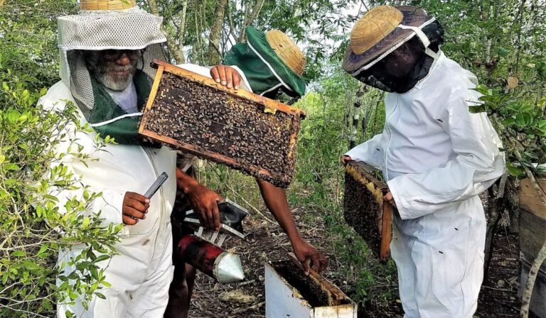 Dulce aventura en la frontera: Descubre la «Ruta de la Miel» en Dajabón