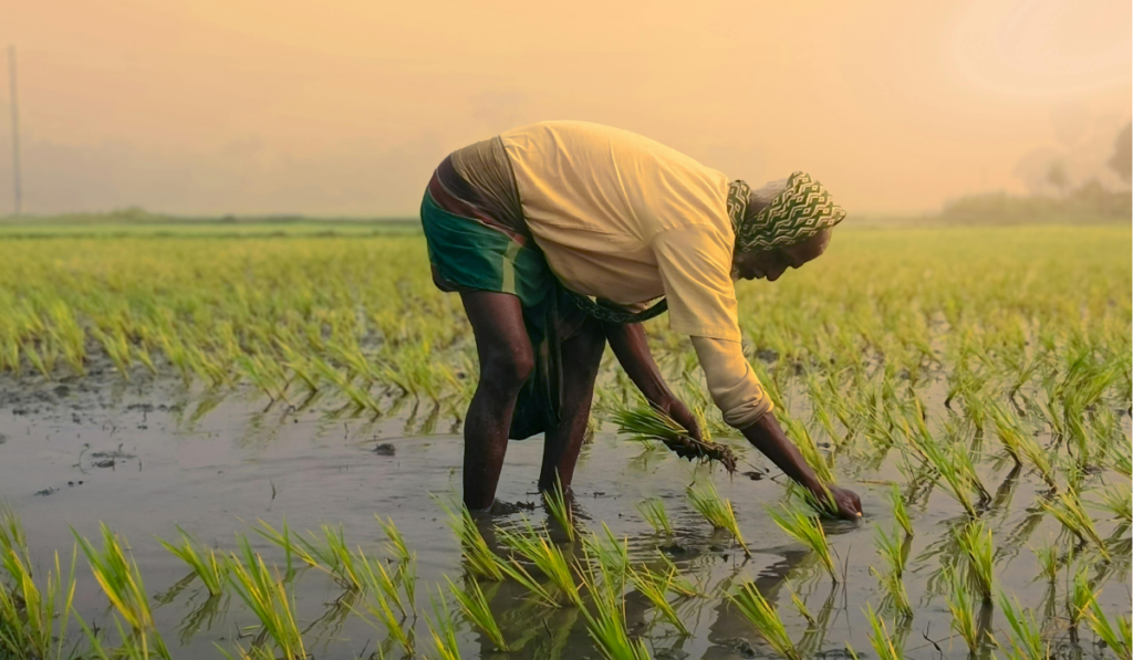 el éxito de la república dominicana como el gigante arrocero de la región no es producto del azar