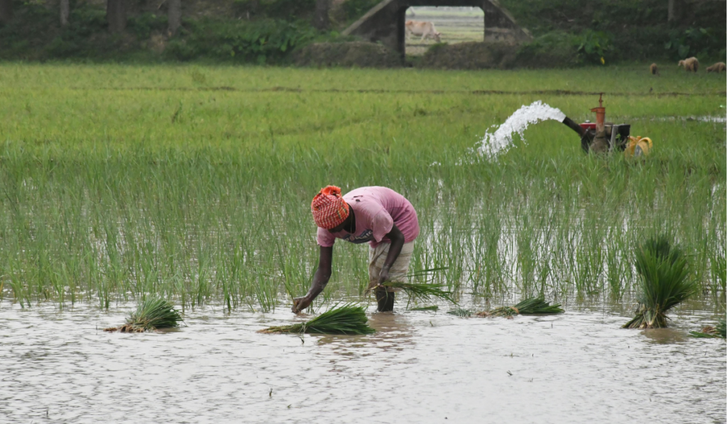 el gigante arrocero de la región