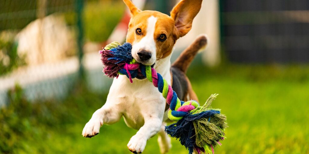 elegir los juguetes adecuados para tu mascota es crucial para asegurarles una experiencia segura y enriquecedora