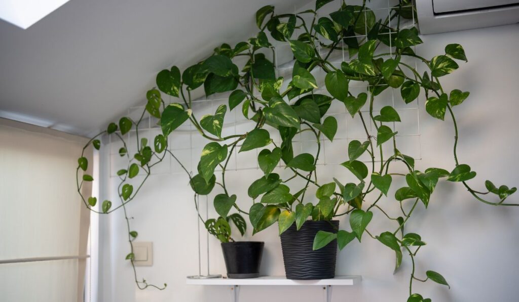 Plantas verdes colgando de una rejilla y estantería.