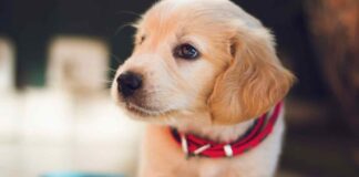 Fundación-Affinity-informa-sobre-la-realidad-del-abandono-de-Perros