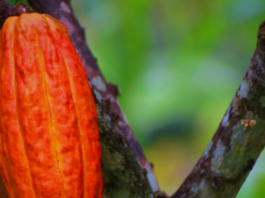 Hoy 07 de Julio se celebra el Día Mundial del Cacao