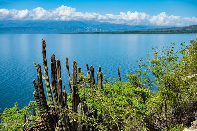 Cactus frente a un lago azul bajo un cielo nublado.