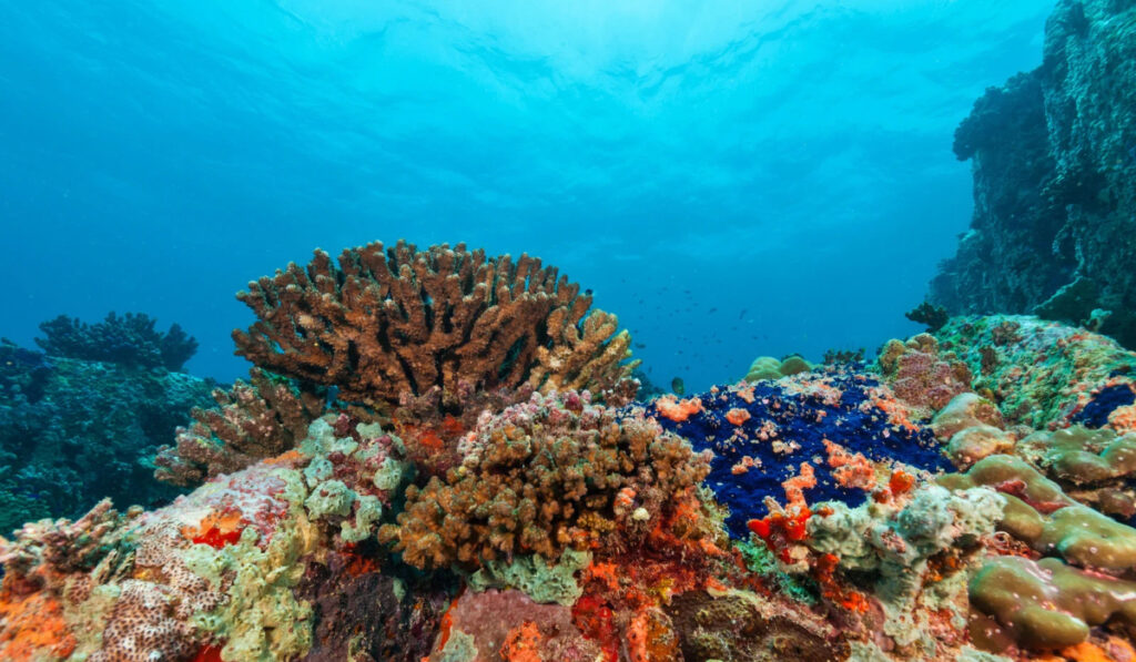 Arrecife de coral vibrante con corales y esponjas de mar.