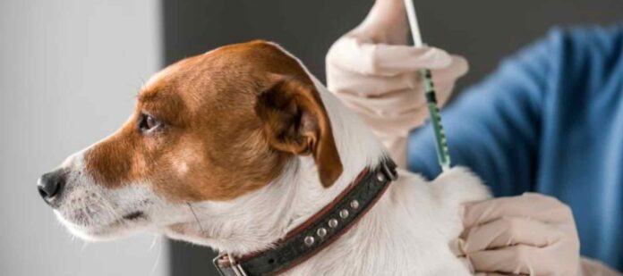 Importancia-de-las-vacunas-anuales-para-mascotas-en-comparación-con-humanos