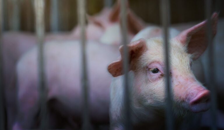 La FAO resalta que la República Dominicana gana la batalla contra la Peste Porcina Africana