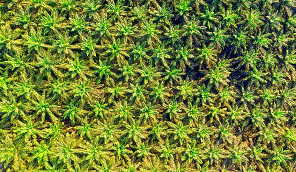 Vista aérea de un campo de palmeras alineadas