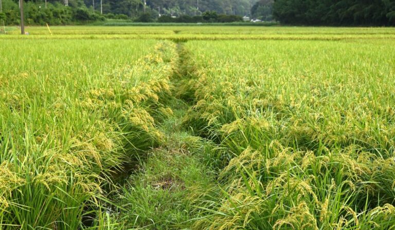 La Ruta del Arroz: ¿Por qué el Cibao es el corazón del «Oro Blanco»?