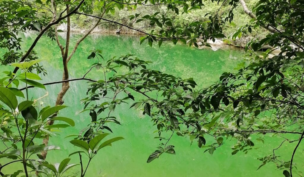 Agua verde brillante rodeada de exuberante vegetación y árboles.