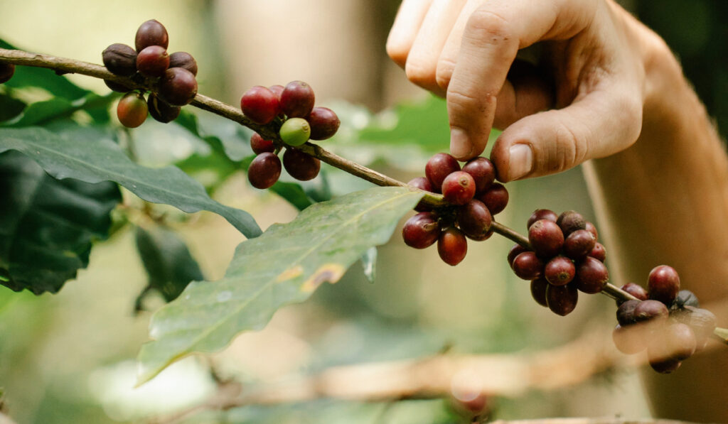 Recolección manual de granos de café rojos y maduros.