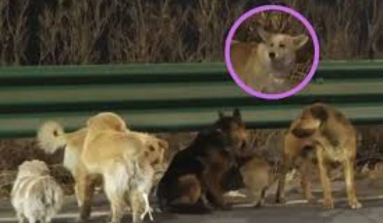 Lealtad sin límites: 7 perros escapan de sus captores y recorren 17 km para volver a casa