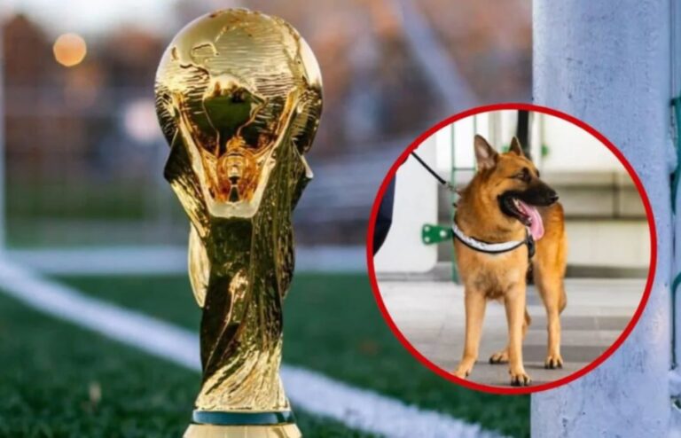 México refuerza controles fronterizos con perros detectores de RD y Centroamérica ante la Copa Mundial
