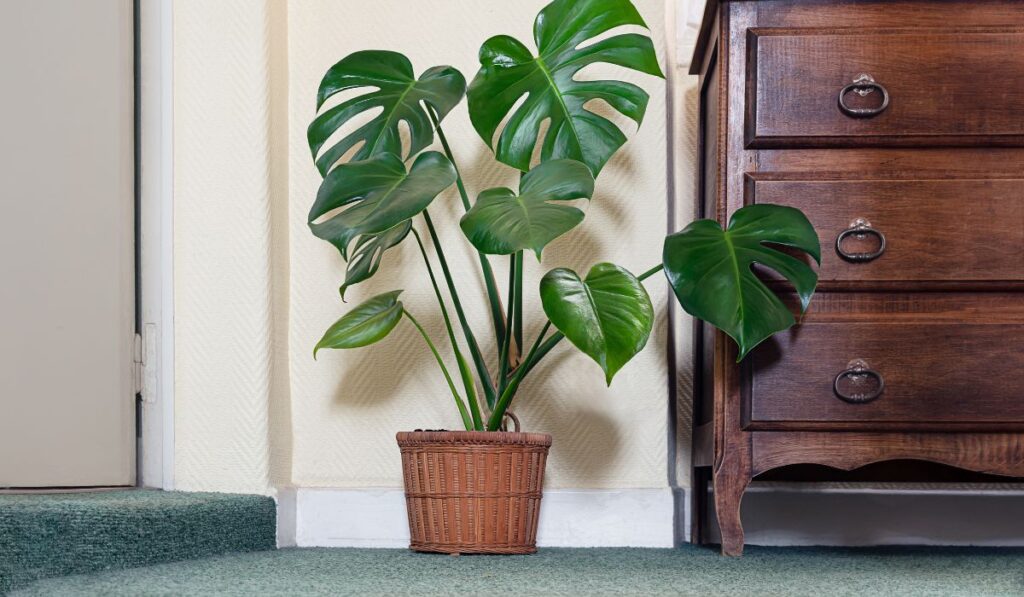 Planta Monstera deliciosa en maceta de mimbre junto a cómoda.