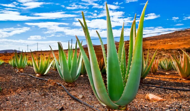 Monte Cristi, donde se encuentra la plantación de Aloe Vera más extensa de todo el planeta