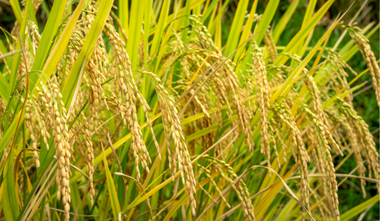 República Dominicana: El gigante del arroz en el Caribe y Centroamérica