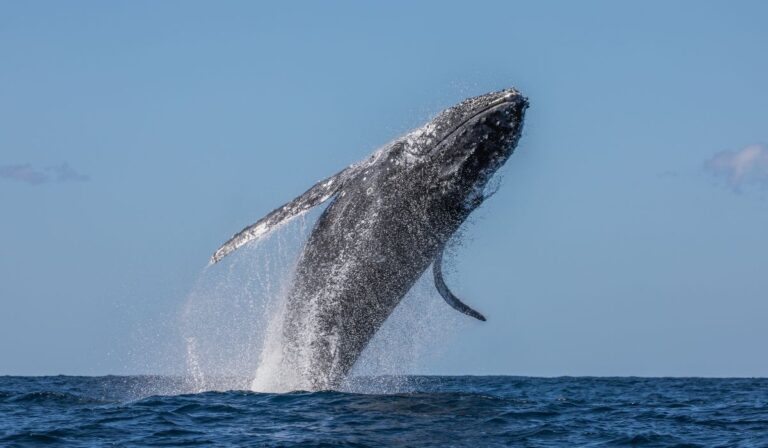 República Dominicana te invita al espectáculo de las Ballenas Jorobadas 2026