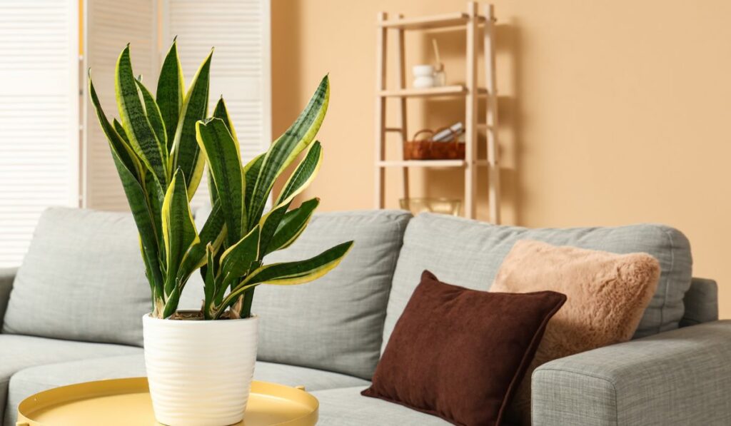 Planta sansevieria en maceta blanca sobre sofá gris.