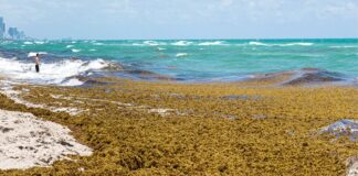 sargazo la amenaza silenciosa en las costas dominicanas