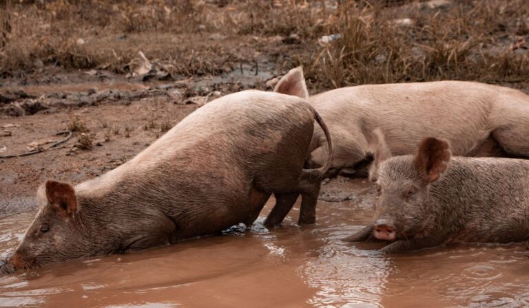 Sector porcino blindado: refuerzan bioseguridad para frenar la Peste Porcina Africana
