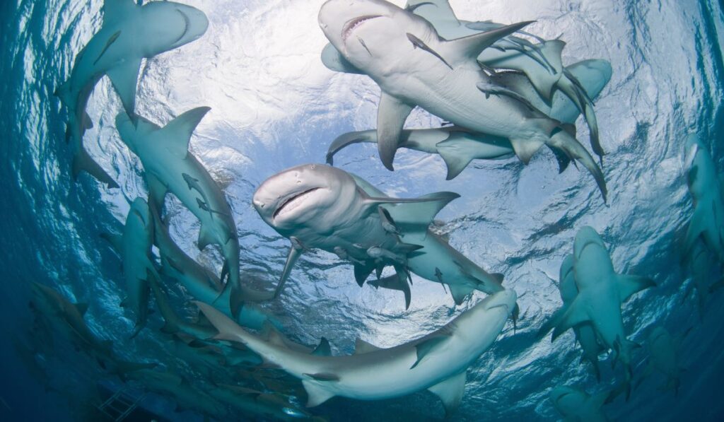 tiburón ballena (rhincodon typus) (1)
