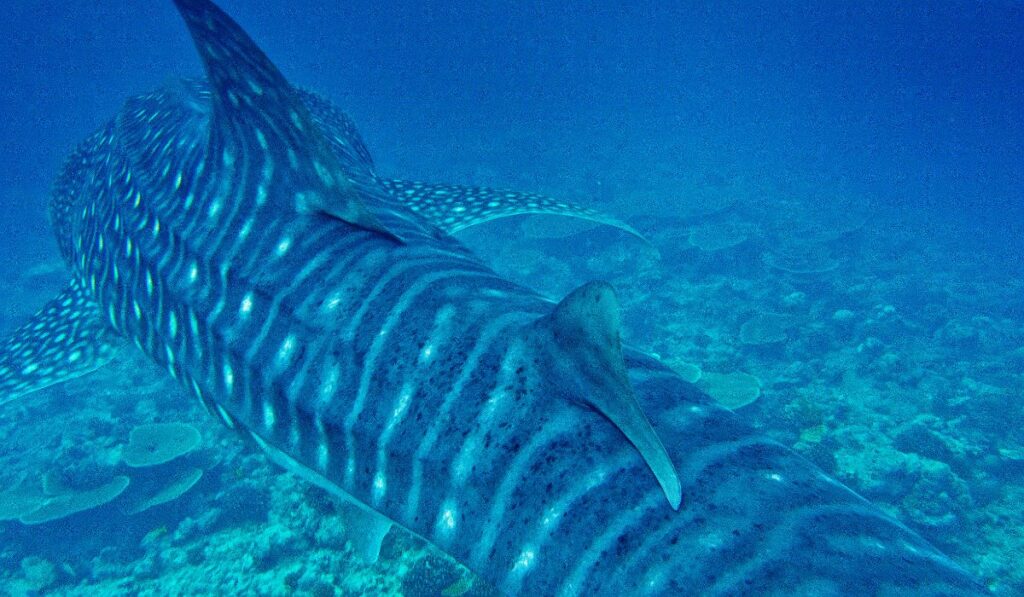 Tiburón ballena nadando bajo el agua con un patrón distintivo.