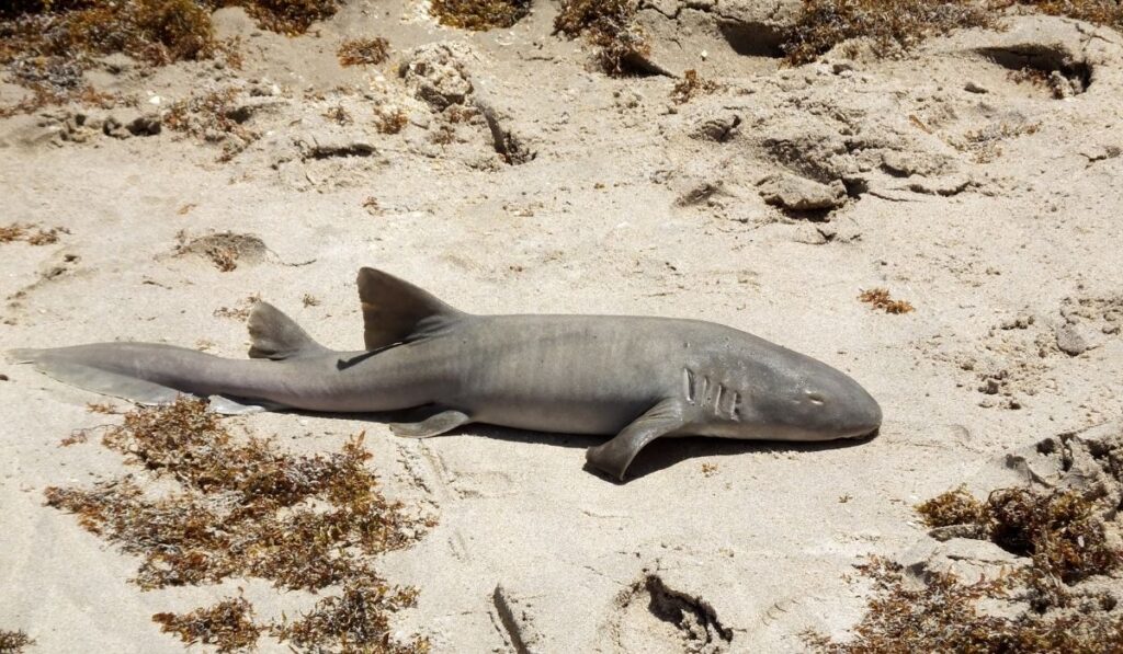 tiburón gata (ginglymostoma cirratum)