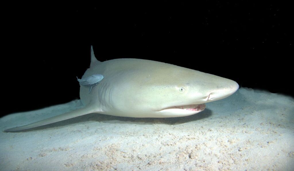 tiburón limón (negaprion brevirostris)