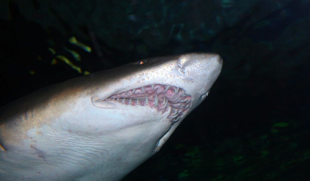 tiburón tigre (galeocerdo cuvier)