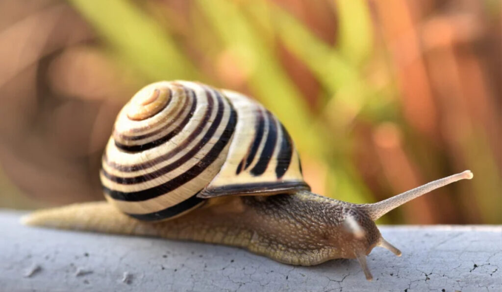 Caracol con concha rayada avanzando sobre una superficie gris.