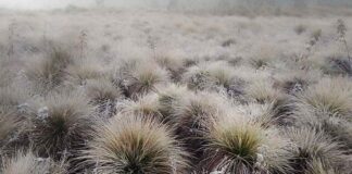Valle-Nuevo-registró-temperaturas-de--1-°Celsius-este-lunes
