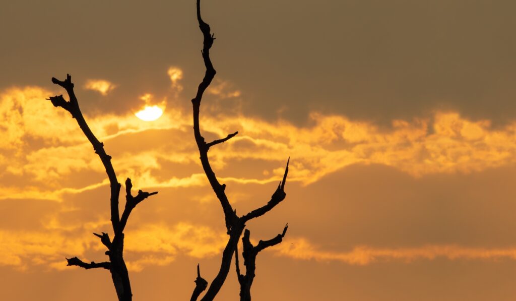 Siluetas de ramas secas contra un atardecer naranja.