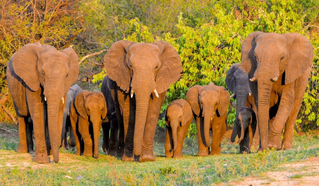 Una familia de elefantes posando juntos en la sabana.