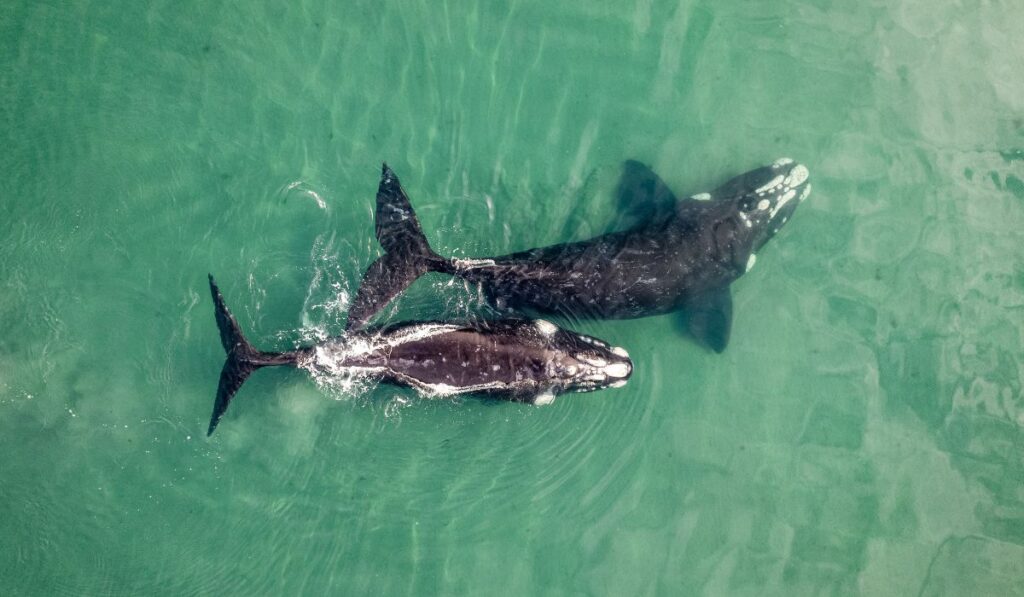 ¿dónde y cuándo verlas